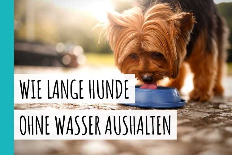 Zeichen von Wassermangel beim Hund