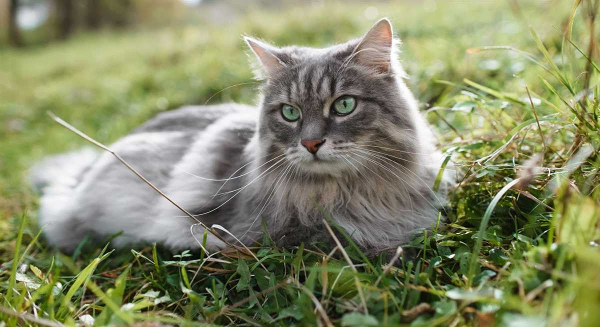 4. Wenn Ihre Katze Appetitlosigkeit aufweist