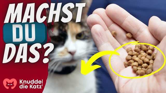 Wie lange kann eine Katze nichts essen? Tipps zur Dauer des Fastens für Katzen