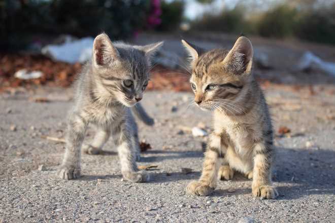 Anzeichen, dass deine Katze Hunger hat