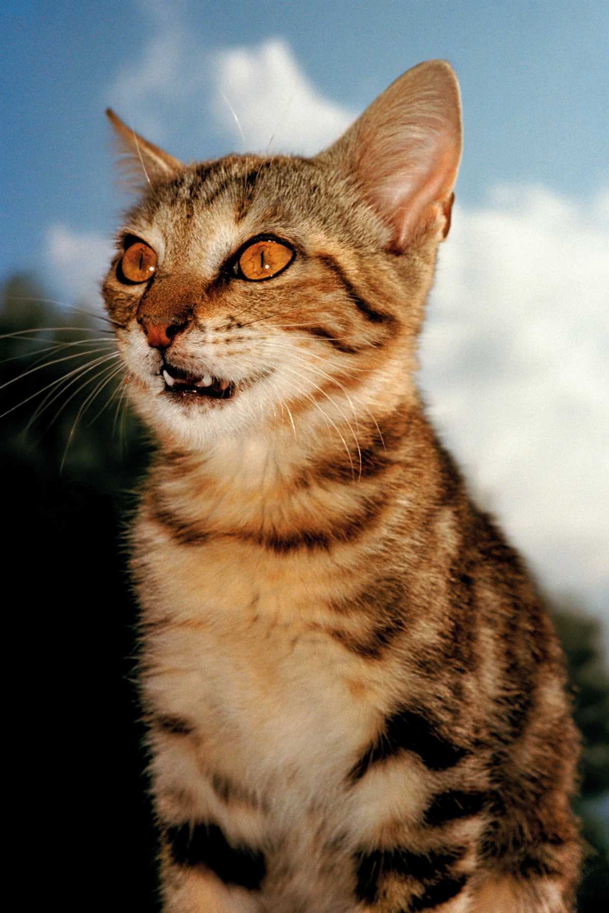 Ernährung einer Katze