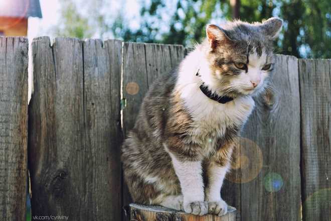 Was passiert, wenn eine Katze zu viel oder zu wenig frisst?