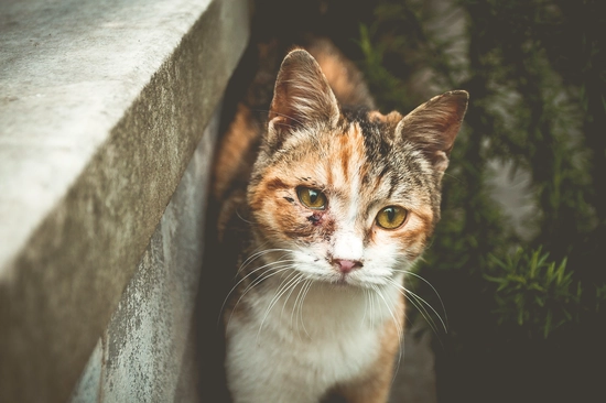 Tipps zur richtigen Versorgung einer Katze