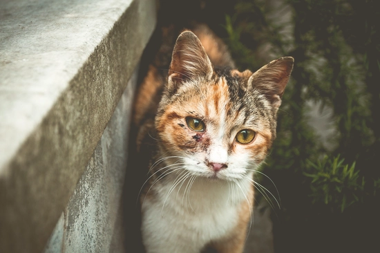 Wie kann man Verstopfung bei Katzen behandeln?