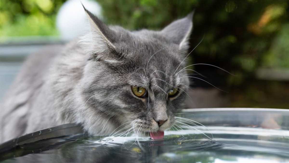 Wie lange kann eine Katze ohne Wasser überleben? – Wichtige Informationen