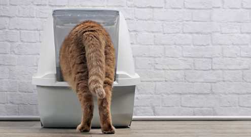 Wie Sie Ihre Katze zum Reinigen ermutigen können