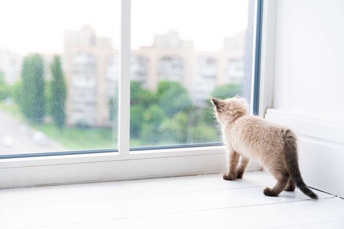 Tipp 5: Soziale Unterstützung für Babykatzen