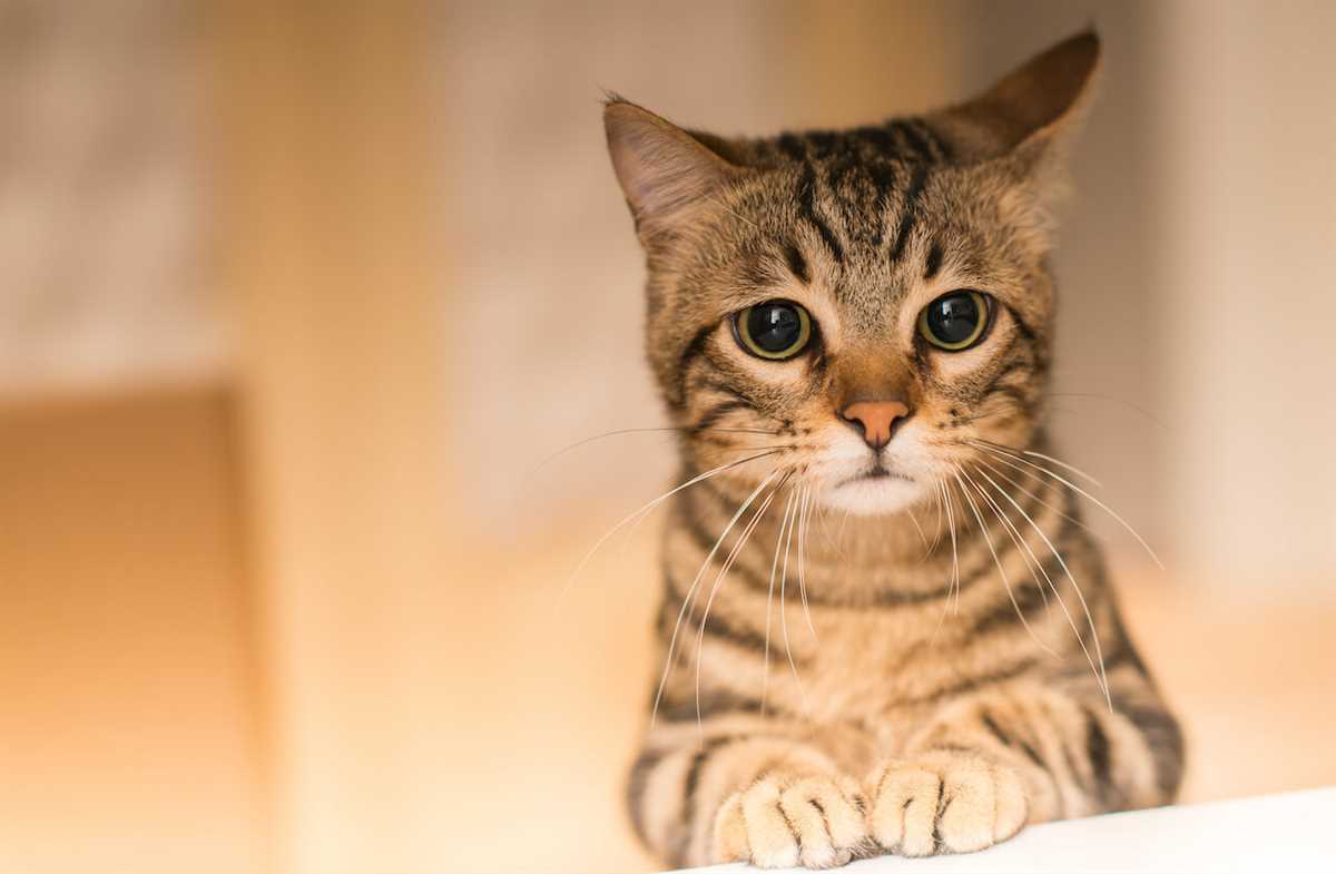 Tipp Nummer 2: Die Dauer alleine lassen hängt vom Charakter der Katze ab