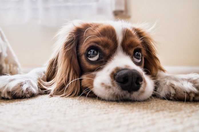 Empfohlene Zeitspannen für das Alleinlassen von Hunden