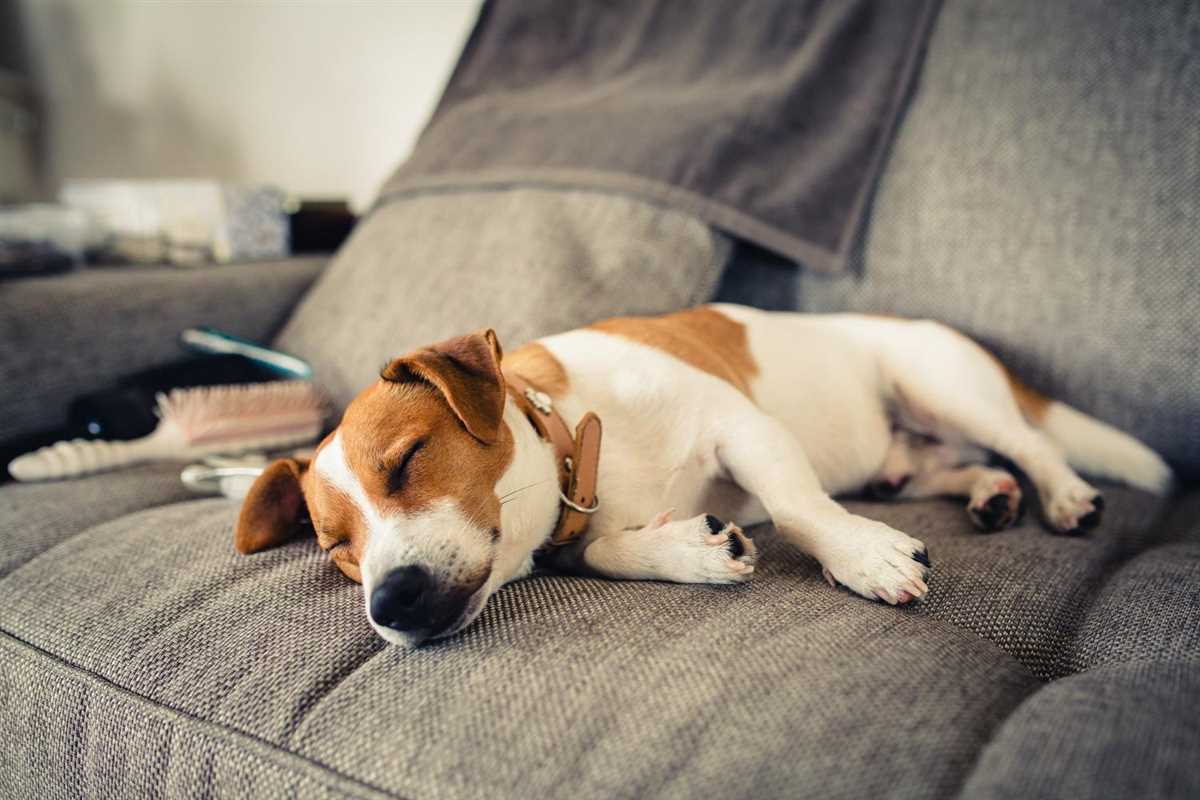 Keine Langeweile! Beschäftigungsmöglichkeiten für allein gelassene Hunde