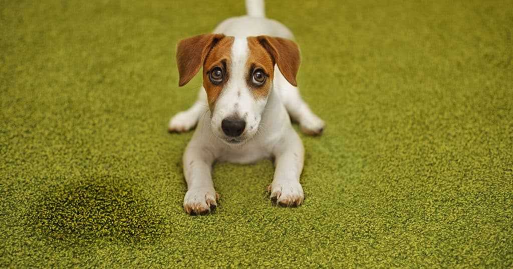 Wie kann man einem Hund helfen, länger einzuhalten?