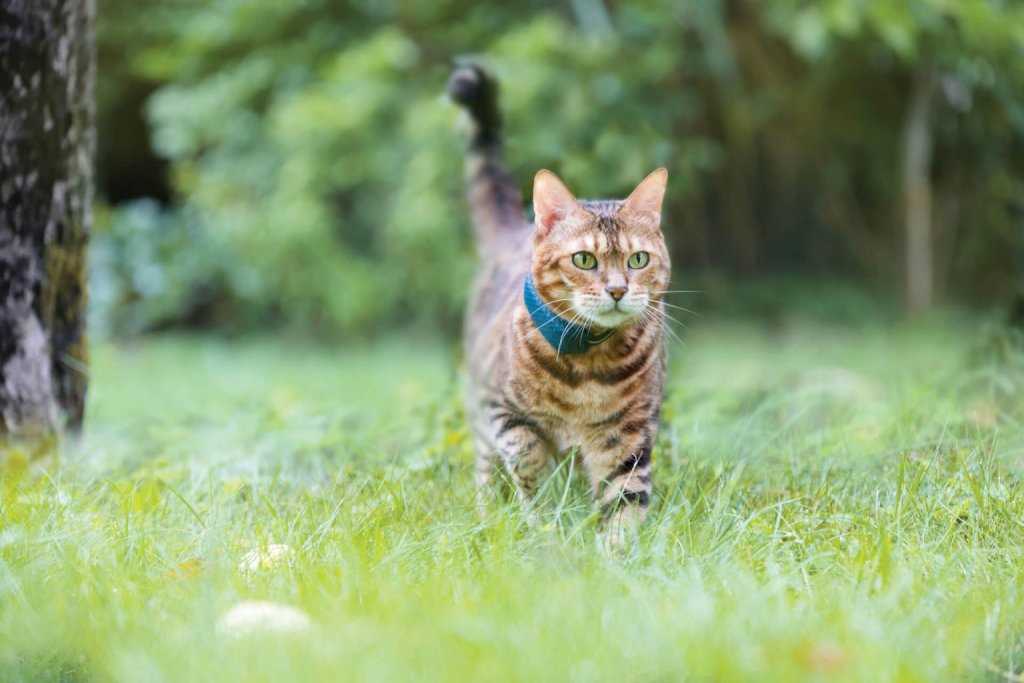 2. Rufen Sie Ihre Katze