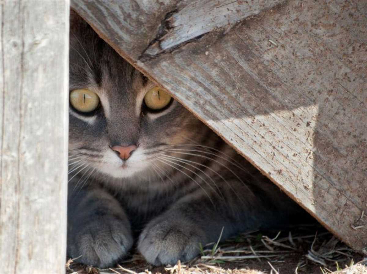 Tipps für die Suche nach einer vermissten Katze