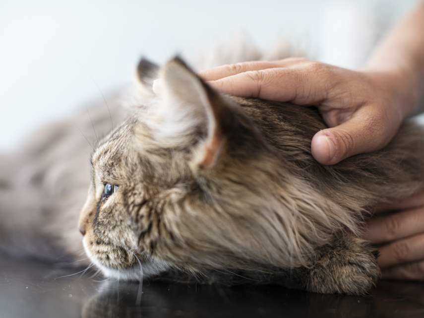 Das Langzeitgedächtnis von Katzen