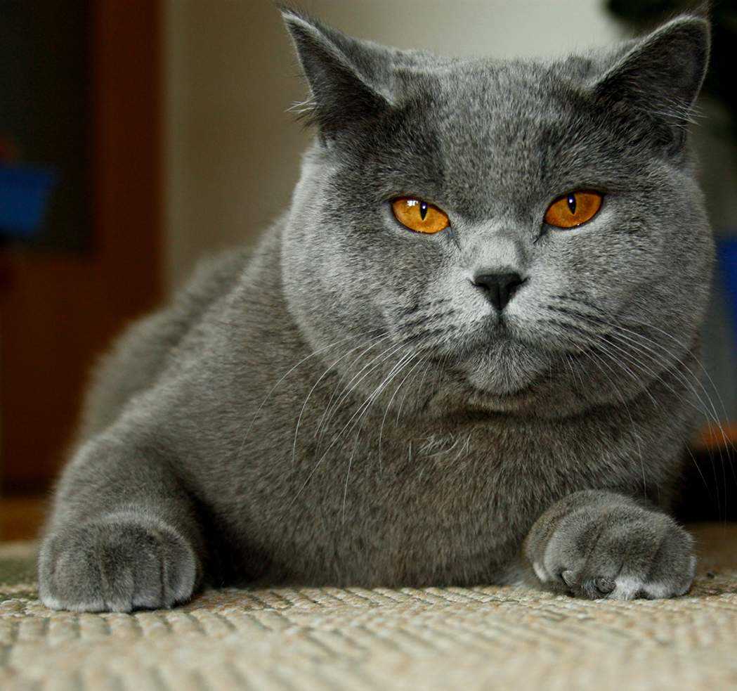 Vorbeugung von Krankheiten - Schutzmaßnahmen, um die Lebensdauer Ihrer BKH Katze zu verlängern