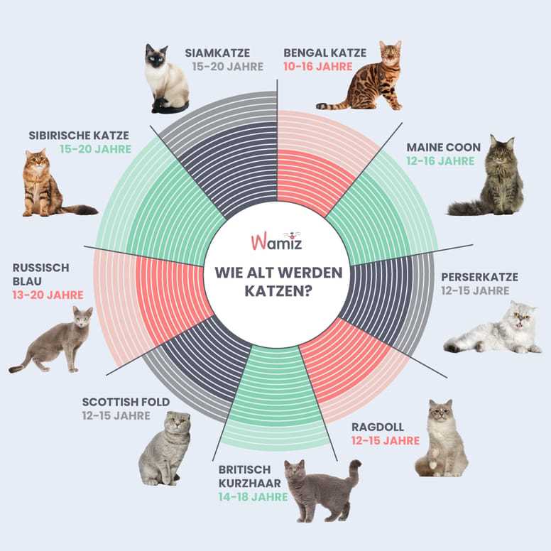 Gesunde Ernährung für Britisch Kurzhaar Katzen