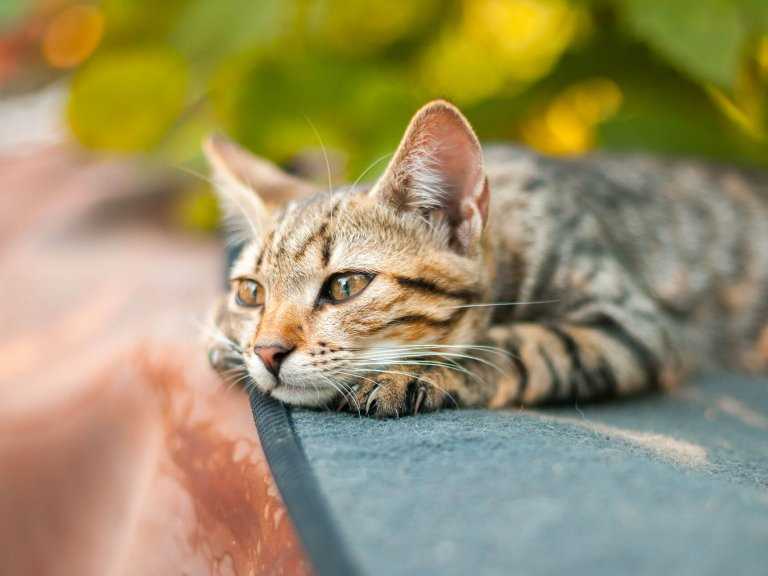 Wie lange leben Freigänger-Katzen? Tipps und Fakten