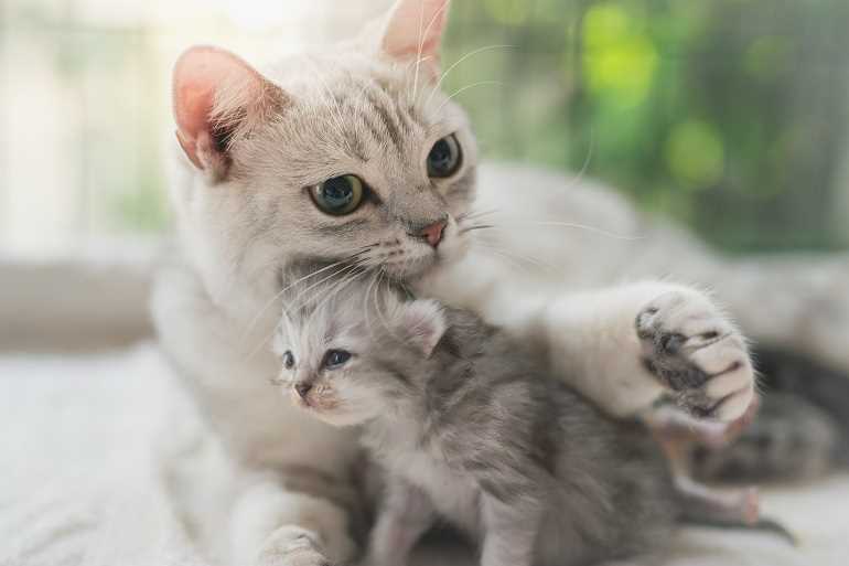 Wie lange leben Katzen im Durchschnitt? Erfahren Sie mehr über die Lebensdauer von Katzen