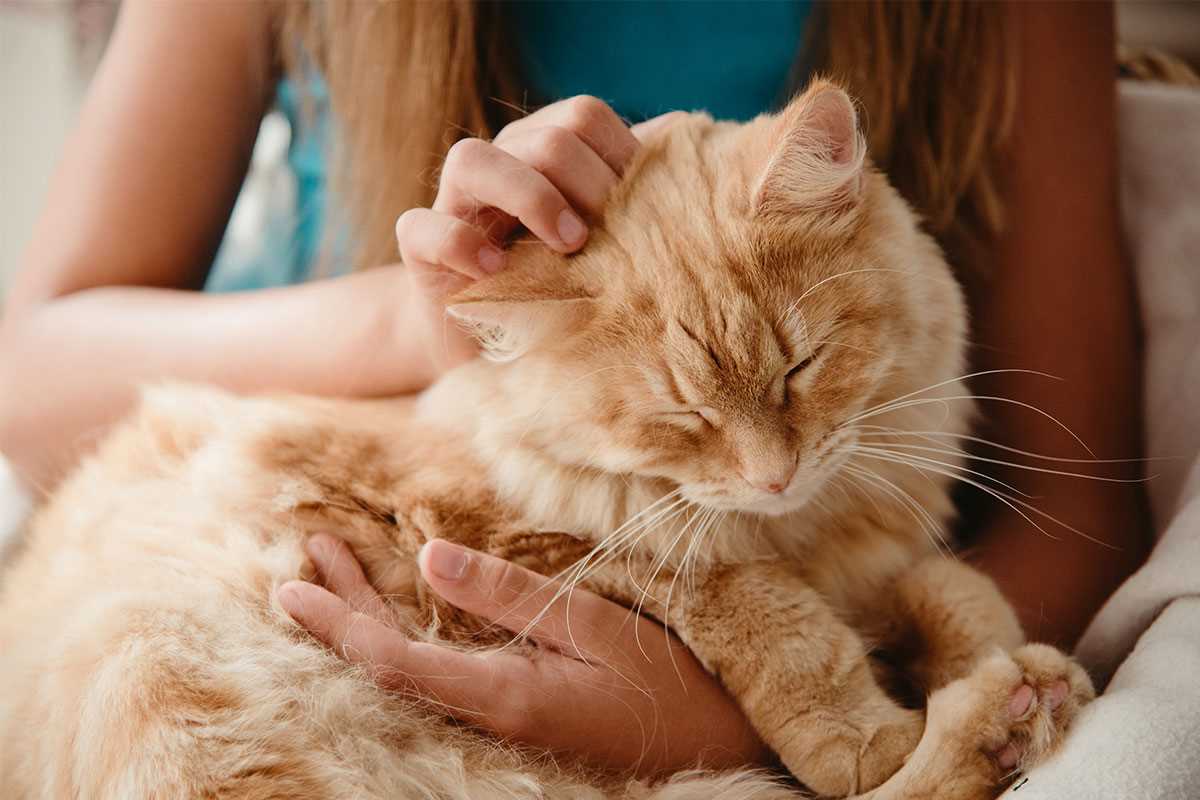 Einflussfaktoren auf die Lebensdauer von Katzen