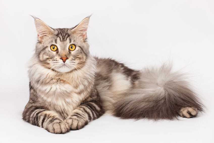 Wie lange leben Maine Coon Katzen: Durchschnittliche Lebenserwartung und Pflegetipps