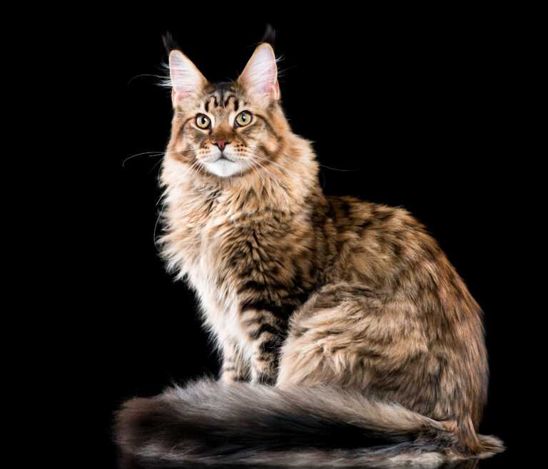 Wie lange leben Maine Coon Katzen: Informationen zur Lebenserwartung