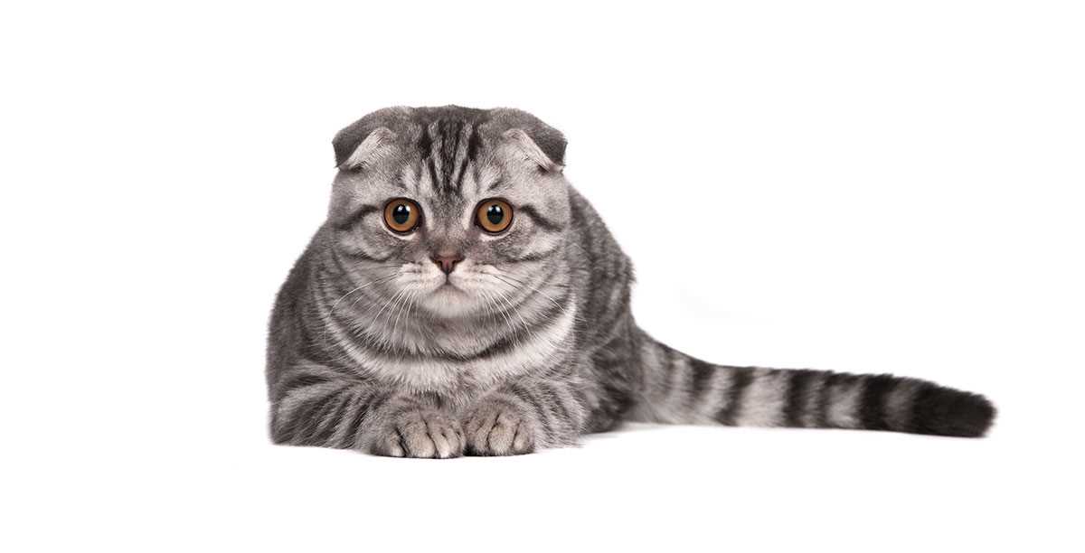 Wie lange leben Scottish Fold Katzen? Alles, was Sie wissen müssen