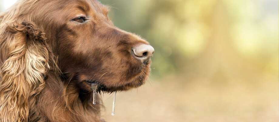 Wie wird Tollwut bei Hunden übertragen?