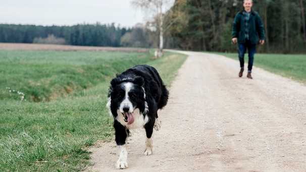 3. Fitnessniveau des Hundes