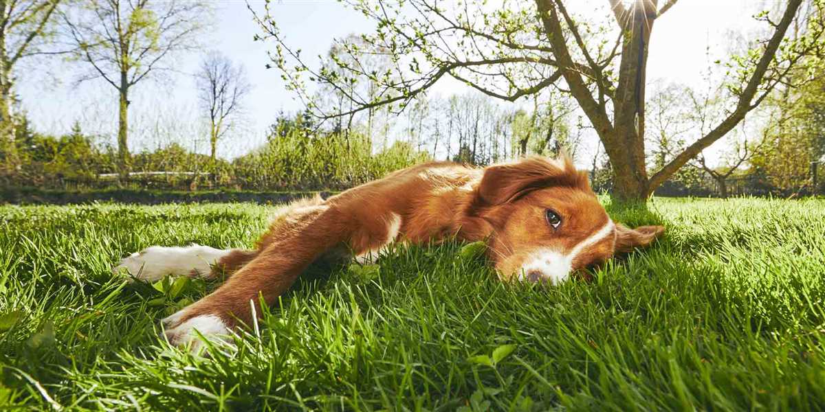 Die richtige Menge an Auslauf für einen Hund