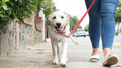 Wie lange muss ein Hund raus? Tipps für genügend Auslauf