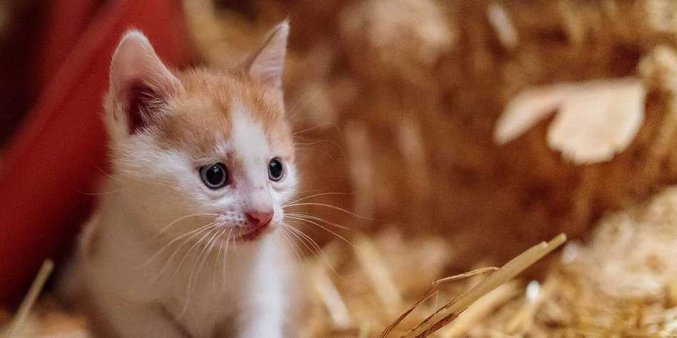 Wie lange müssen Katzen bei der Mutter bleiben? Tipps und Informationen