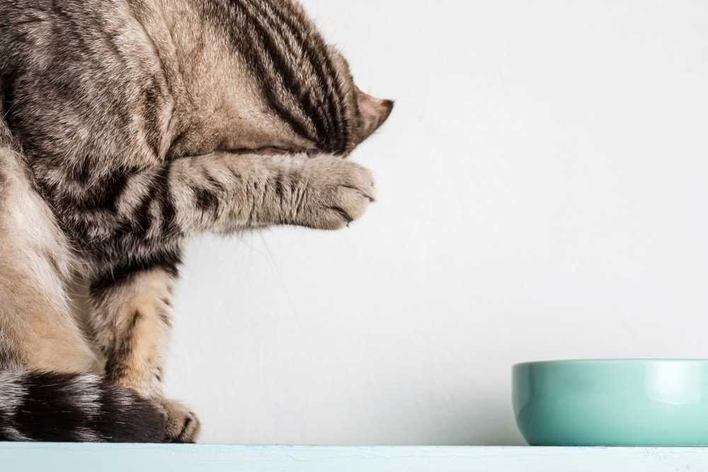Wie lange kann Nassfutter in der Katzenschüssel bleiben?