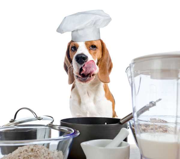 Wie lange soll man Hühnchen für Hunde kochen? – Genaue Zubereitungszeit