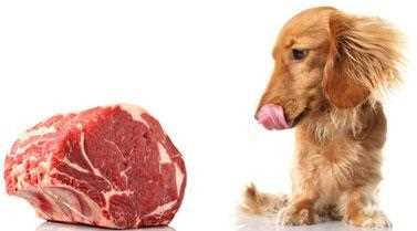 Optimale Kochzeit für Rindfleisch für Hunde