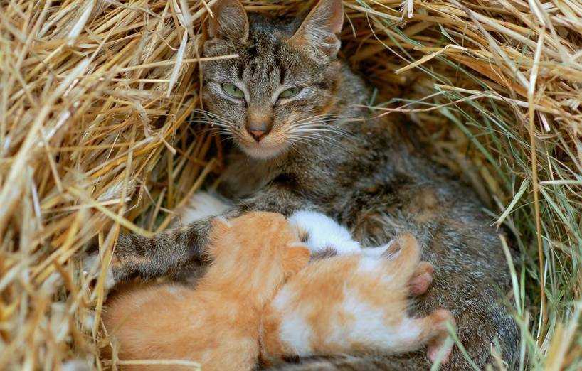 Wie lange saugen Katzenbabys bei ihrer Mutter?