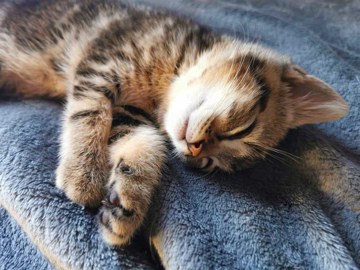 6. Überwachen Sie den Schlaf der Babykatzen