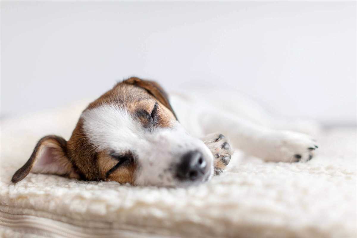 Auswirkungen von Schlafmangel auf Hunde