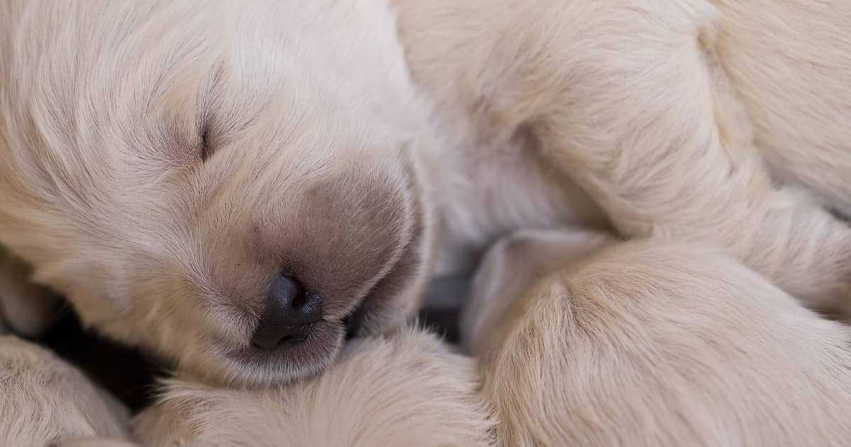 Wie lange schlafen Hunde Welpen in der Regel?