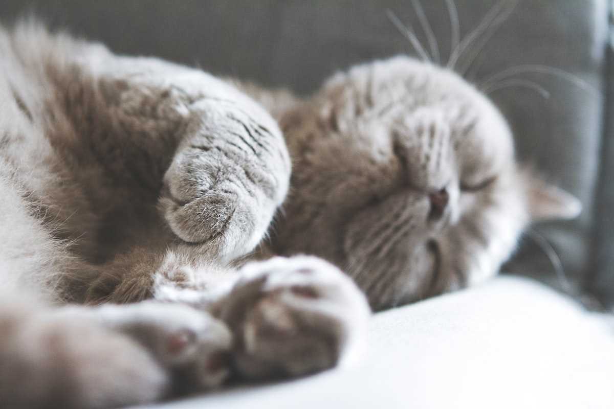 Wie viel schlafen Katzen am Tag?