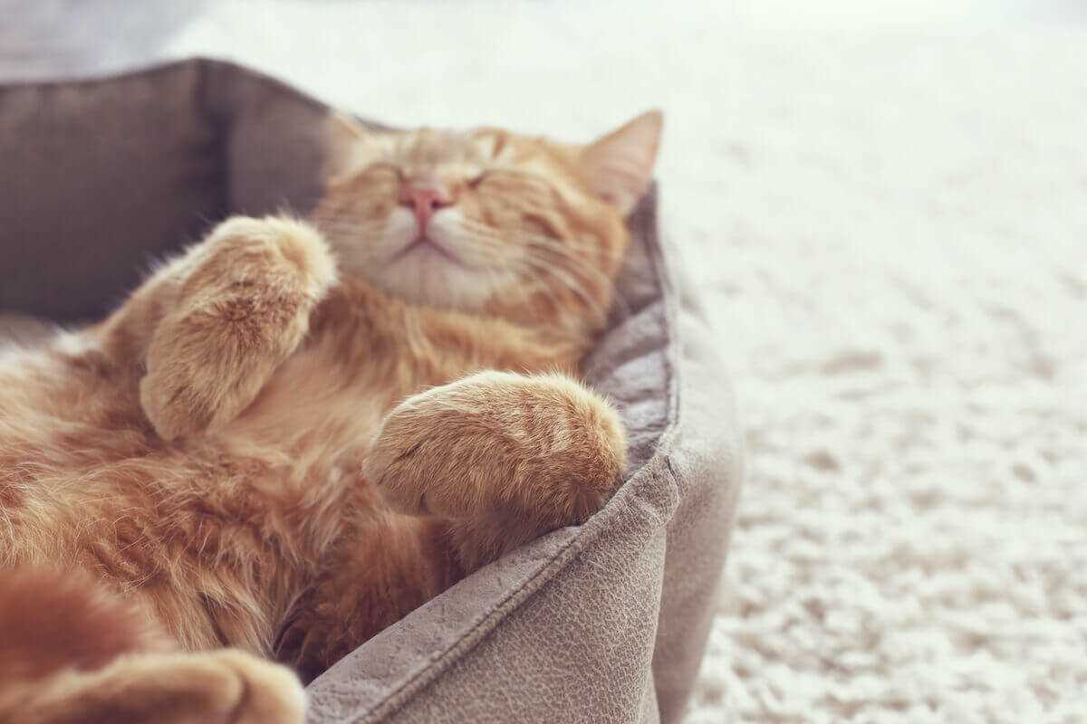 Wie lange schlafen Katzen am Tag? – Experten beantworten Ihre Fragen