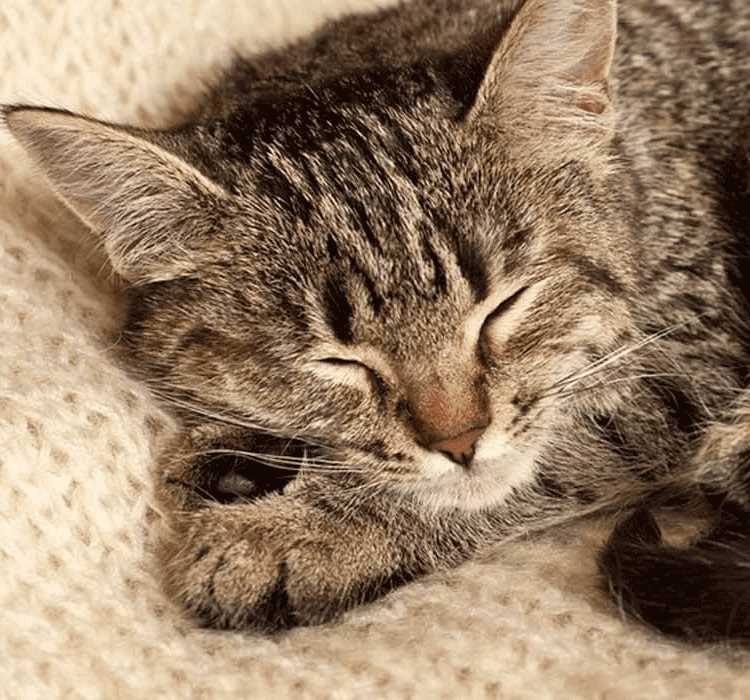 Tipps zur Förderung eines gesunden Schlafs bei Hauskatzen
