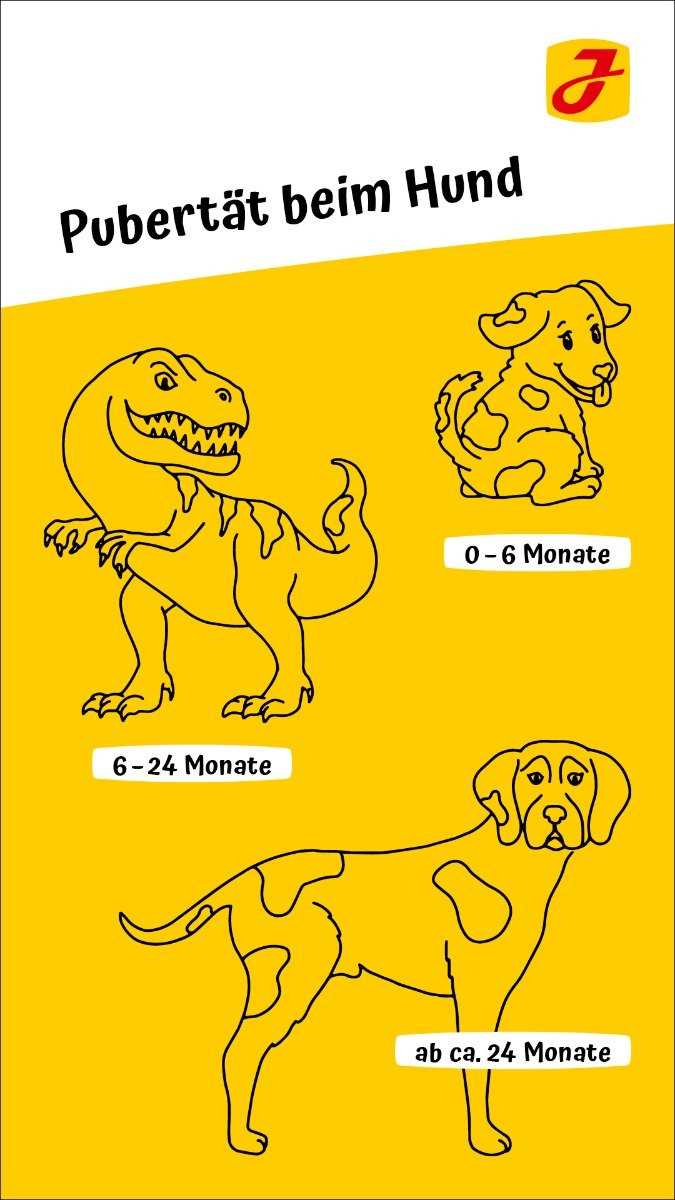 Wie lange sind Hunde in der Pubertät? Erfahren Sie, wie lange dieser schwierige Entwicklungsabschnitt bei Hunden dauert