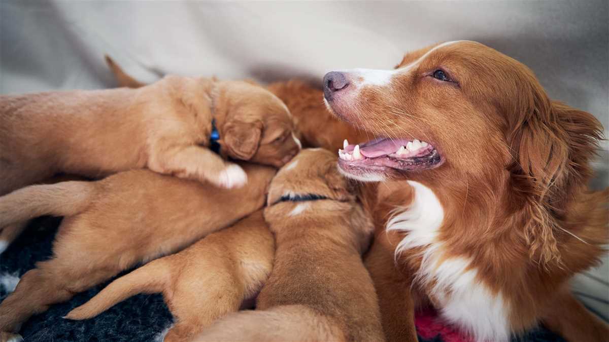 Wie lange sind Hunde schwanger? – Alles, was Sie über die Trächtigkeitsdauer wissen müssen