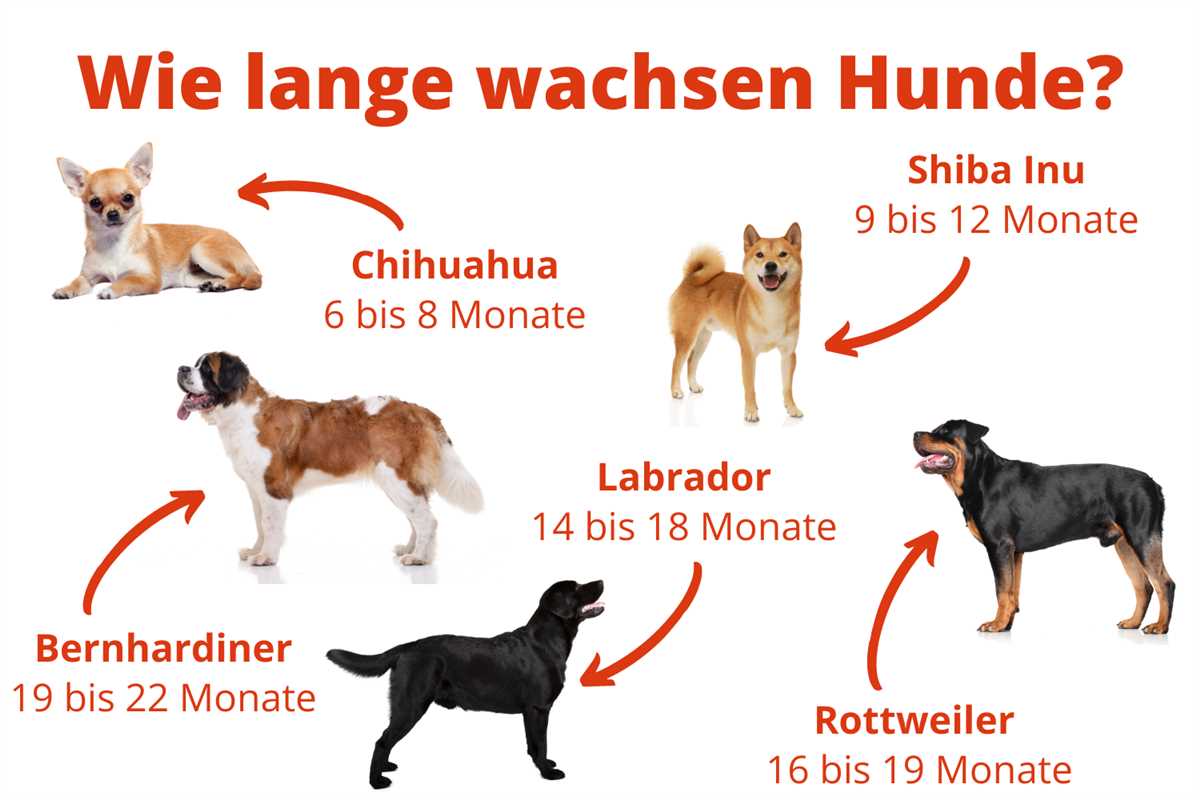 Wie lange sind Hunde trächtig? Alles was Sie über die Trächtigkeit bei Hunden wissen müssen 