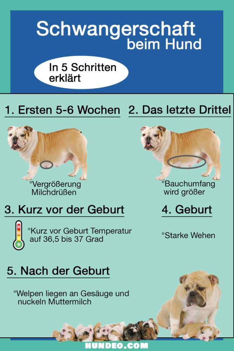 Wie lange sind Hunde trächtig? Alles was Sie über die Trächtigkeit bei Hunden wissen müssen 