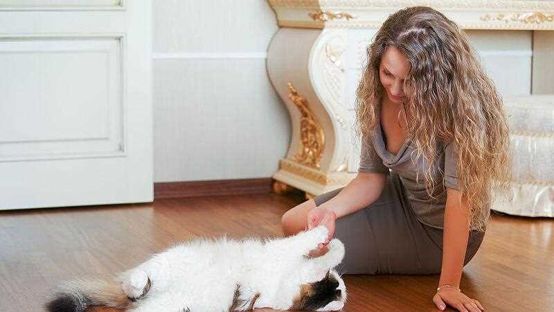 Die Länge der Rolligkeit Ihrer Katze: Was Sie wissen müssen