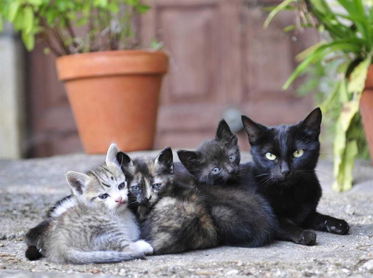 Wie lange trauern Katzen um Katzen: Ein Blick auf den Trauerprozess