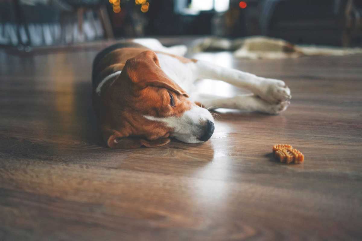 Wie lange trauert ein Hund bei Besitzerwechsel – Die Dauer des Trauerprozesses bei Hunden