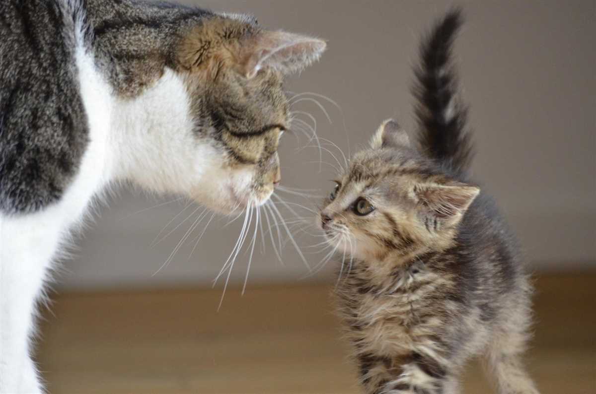 Unterstützung für trauernde Katzen