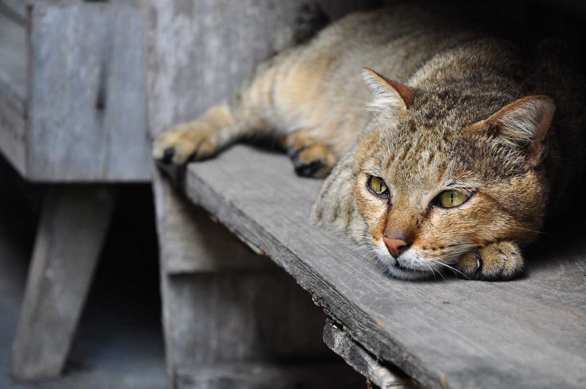 Wie man einer trauernden Katze helfen kann